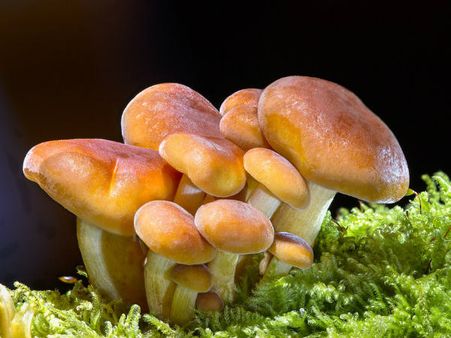 ৭.মাশরুম: