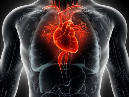 ৮. হার্টের ক্ষমতা বাড়ে: