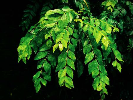 ১. দৃষ্টি শক্তির উন্নতি ঘটে: