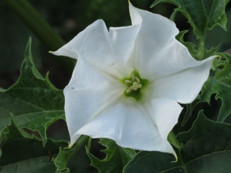 ১. ধুতরো ফুল: