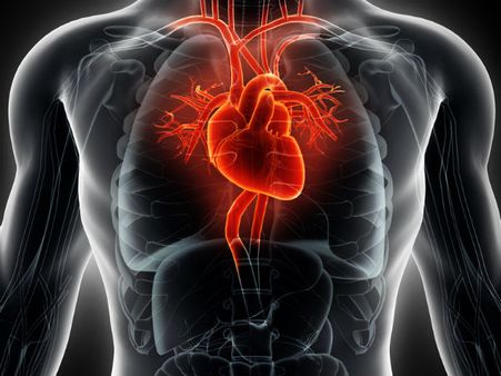 ৩. হার্টের ক্ষমতা বাড়ে: