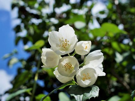 ৩. জুঁই ফুল: