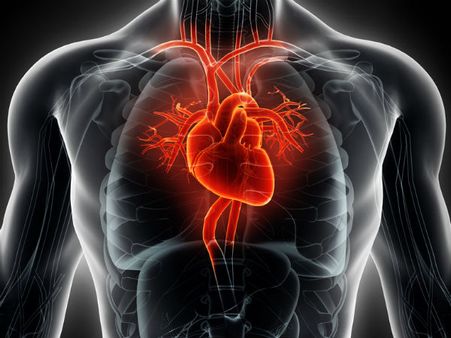 ৪. হার্টের ক্ষমতা বৃদ্ধি পায়: