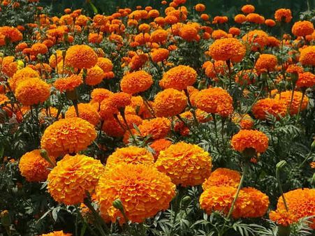 ৫. গাঁদা ফুল: