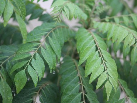 ৬. ত্বকের সংক্রমণের প্রকোপ কমায়: