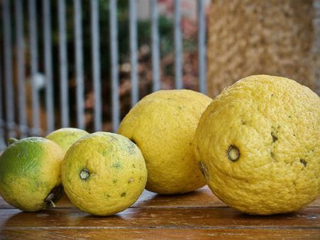 ৮. সাইট্রাস ফল: