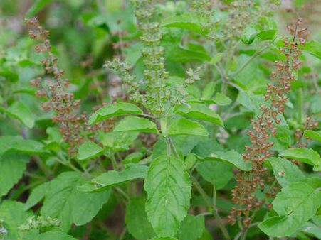 ২) তুলসীর রস 
