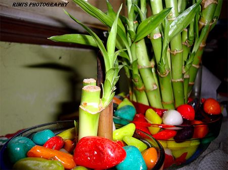 ২) বাঁশ গাছ