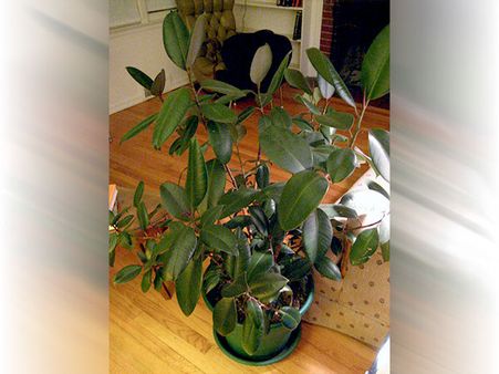 ১০) রবার গাছ