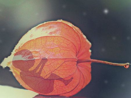 স্বপ্নের মধ্যে গর্ভপাত দেখা