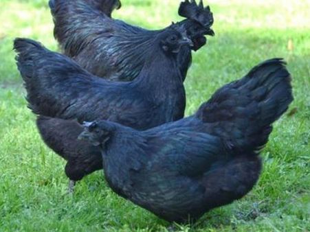 এটি কোথায় কোথায় পাওয়া যায়?