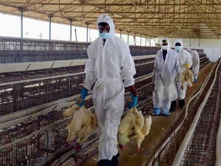 কীভাবে বার্ড ফ্লু প্রতিরোধ করবেন?