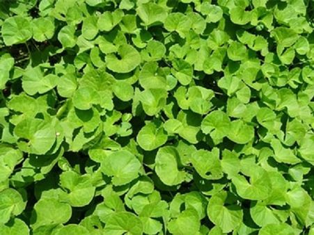 ৬) ব্রাহ্মী