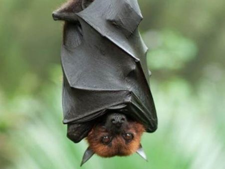 মারবার্গ কীভাবে ছড়ায়?