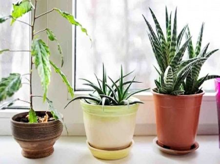 ইনডোর প্ল্যান্ট