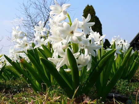 কেতকি এবং সাদা ফুল