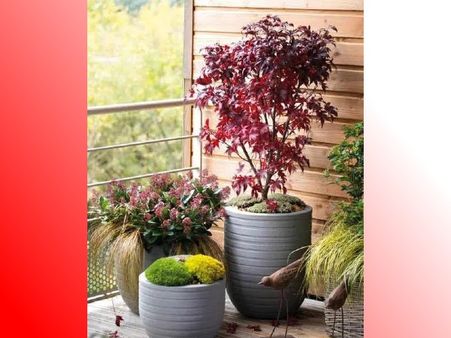 সিমেন্ট প্লান্টার রাখুন