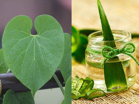 গিলয় এবং অ্যালোভেরা জেল