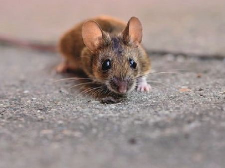 লাসা জ্বর কী?