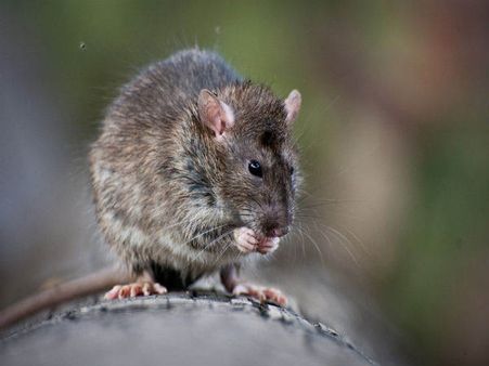 লাসা ভাইরাস কীভাবে ছড়ায়?