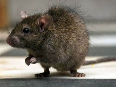 প্রতিরোধের উপায়