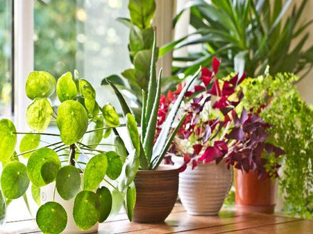 বাড়িতে চারাগাছ লাগান