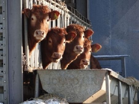 রিফ্ট ভ্যালি ফিভার (RVF) কী?