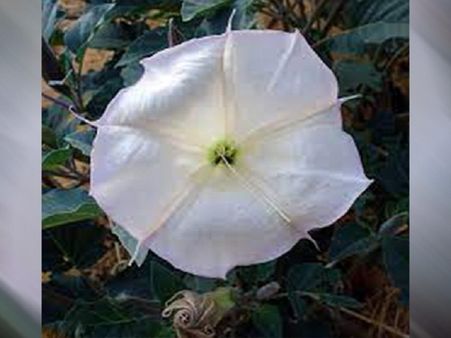 ধুতুরা গাছ