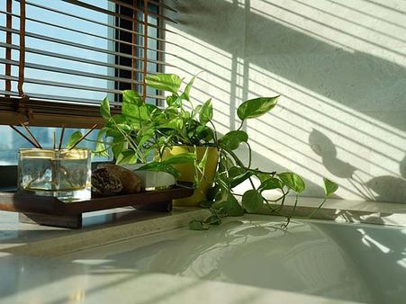 মানি প্ল্যান্ট যাতে শুকিয়ে না যায়