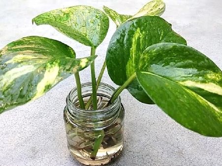 এই দিকে গাছ লাগাবেন না