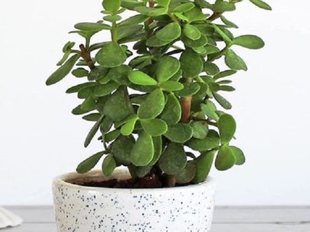 জেড প্ল্যান্ট