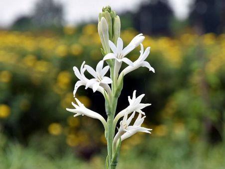 রজনীগন্ধা গাছ কোন দিকে লাগানো শুভ?