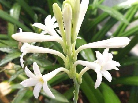 বাস্তু দোষ দূর করে