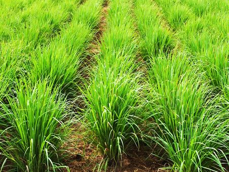 লেমনগ্রাস