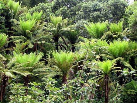 ফার্ন উদ্ভিদ ফার্ন উদ্ভিদ