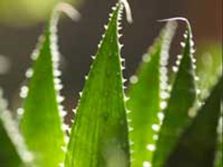 5. Aloe Vera: 