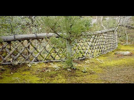 Plants For Fencing Plants For Fencing