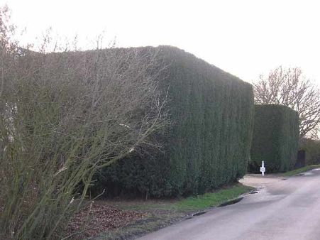 Plants For Fencing Plants For Fencing