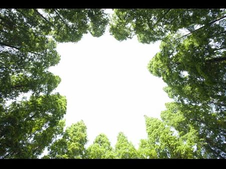 Plants For Fencing Plants For Fencing