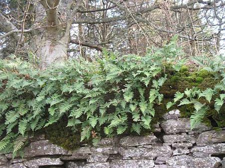 Plants For Fencing Plants For Fencing