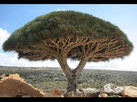 Socotra Island