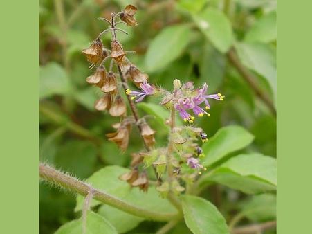 Tulsi (Basil) Plant