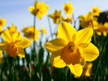 Daffodils