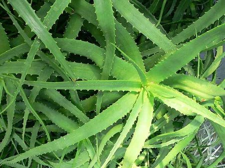 Aloe