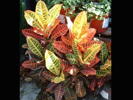 Croton