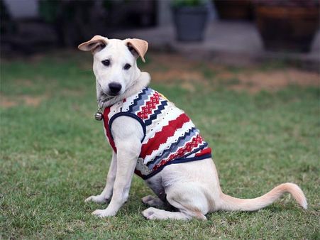 Dogs With Little Fur