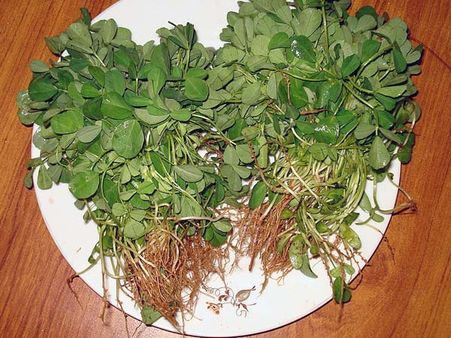 Fenugreek Leaves