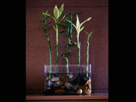 Lucky bamboo