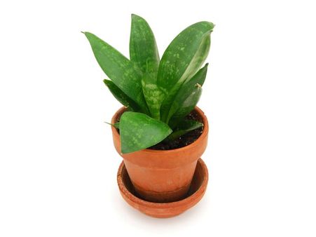 Snake plant