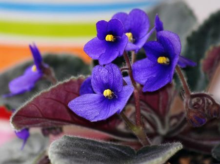 African violet